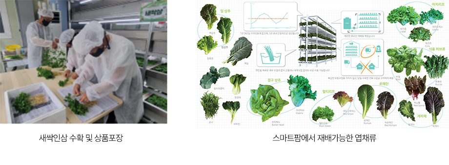새싹인삼 수확 및 상품포장,스마트팜에서 재배가능한 엽채류